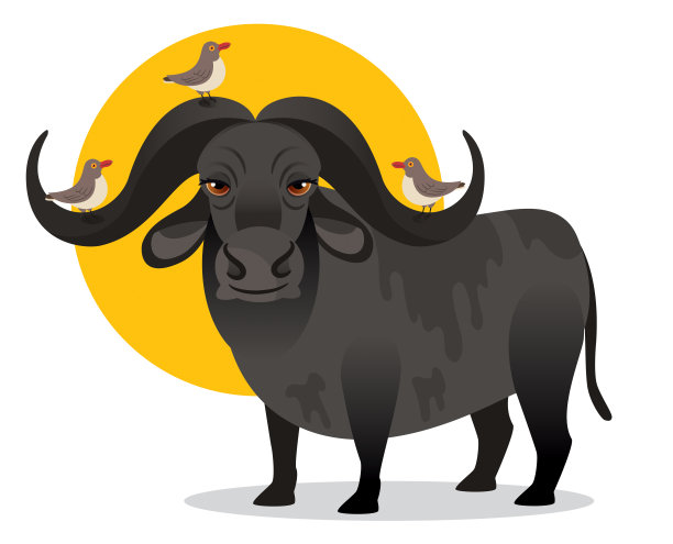 非洲水牛和牛啄木鸟图片下载