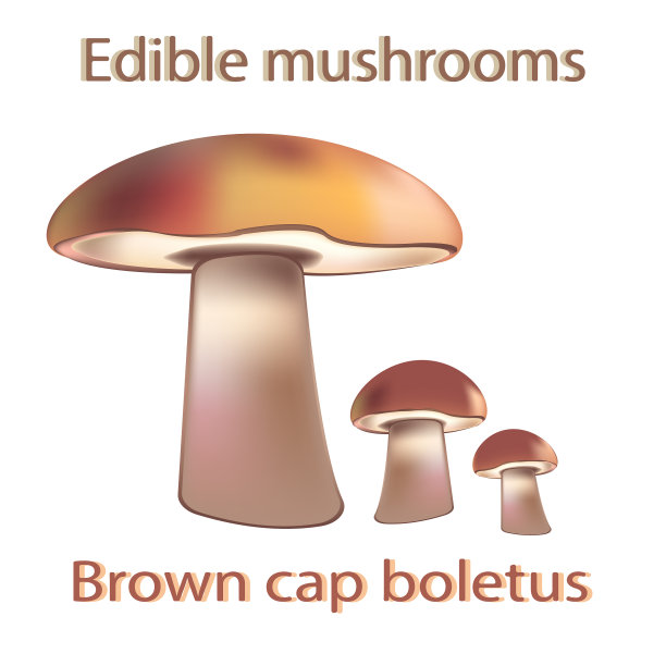 布朗盖牛肝菌属菌类。可食用的蘑菇。真菌。矢量插图的烹饪网站或烹饪书。这个插图将补充蘑菇食谱，素食菜单，厨房室内设计。图片下载