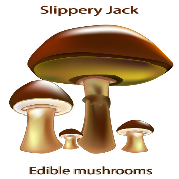 杰克滑。可食用的蘑菇。真菌。矢量插图的烹饪网站或烹饪书。这个插图将补充蘑菇食谱，素食菜单。图片下载