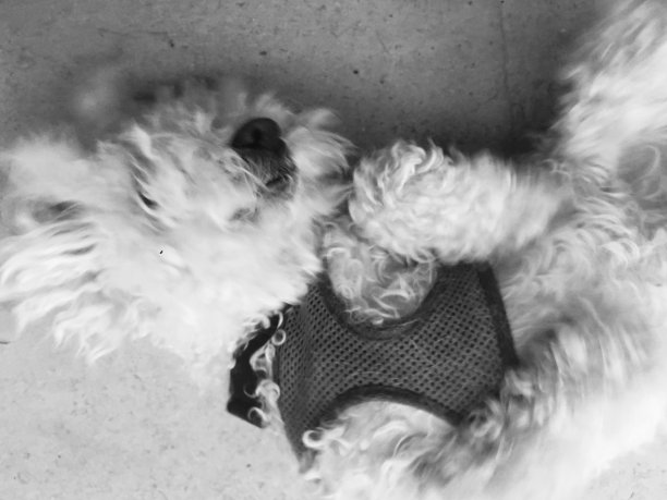 左右摇摆的泰德图片下载