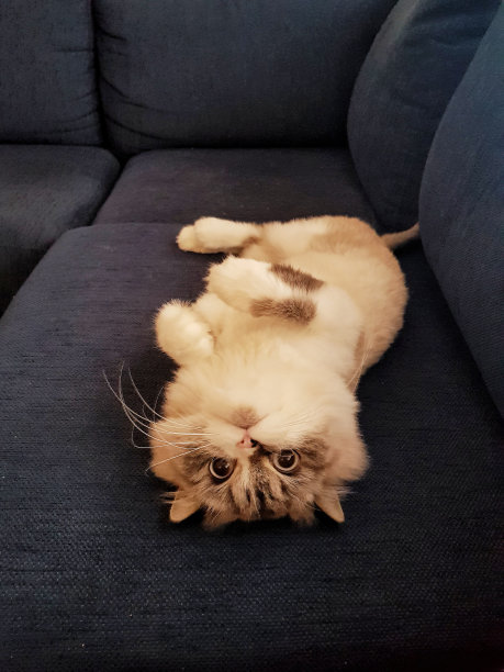 卡斯珀想玩图片下载