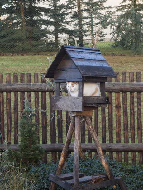 小木屋里的猫图片下载