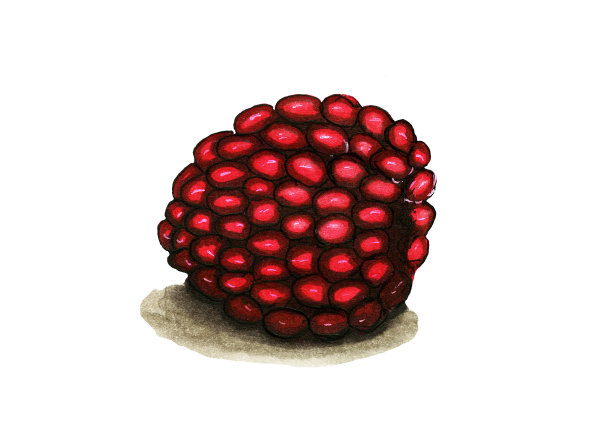 覆盆子草图说明图片下载