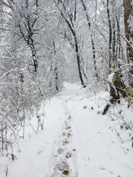 罗马尼亚冬天的森林图片下载