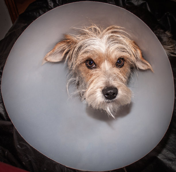 带着耻辱的小狗狗图片下载