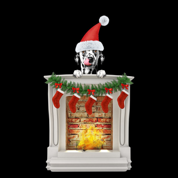 快乐的达尔马提亚狗靠近壁炉。孤立在黑色图片下载