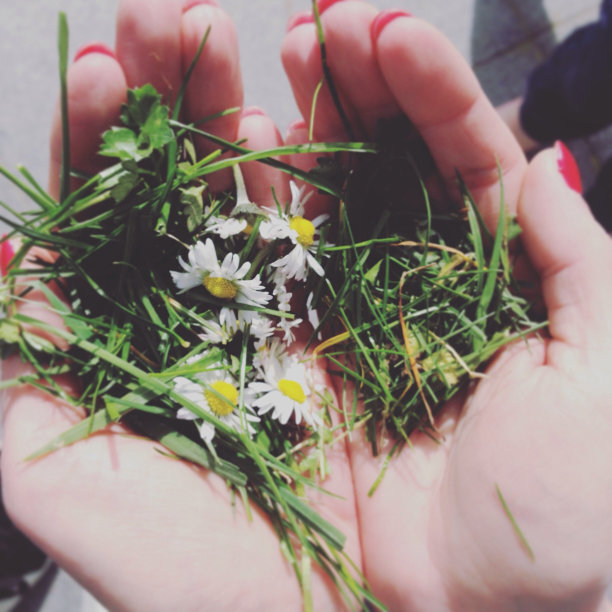 亲手摘的花送给妈妈图片下载