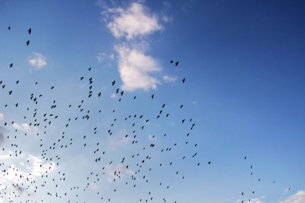 一群鸟儿在天空中飞翔。图片下载
