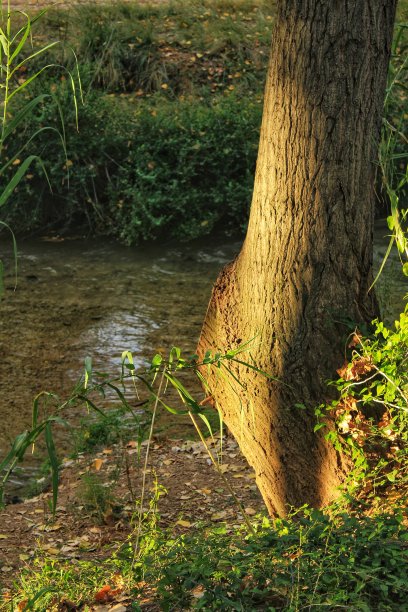 河边灯火通明的树干图片下载