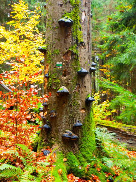 五彩缤纷的秋季原始森林树干上的多孔菌图片下载
