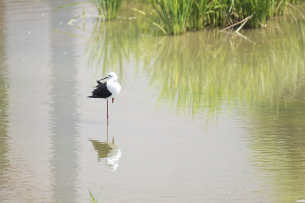 鸟类的自然生态图片下载