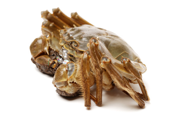 蟹孤立在白色背景素材图片