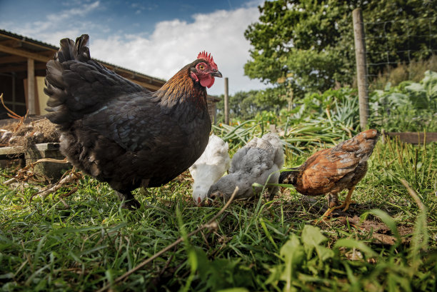自由放养的鸡图片下载