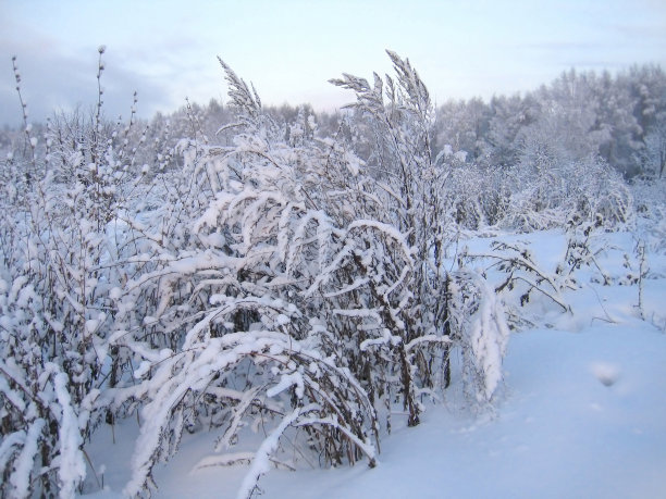 被雪覆盖的植物图片下载