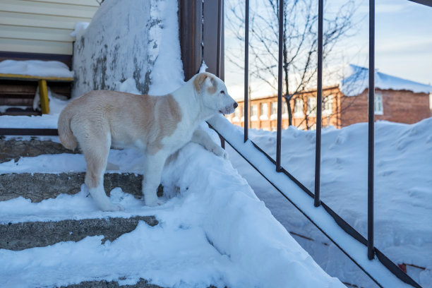 小狗阿拉拜(雄性，4个月大)站在门廊上望着街道。图片下载