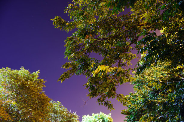 大树和小星星在夜晚。图片下载