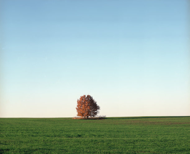 孤独的树图片下载