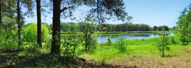 在松林湖泊的全景图像图片下载