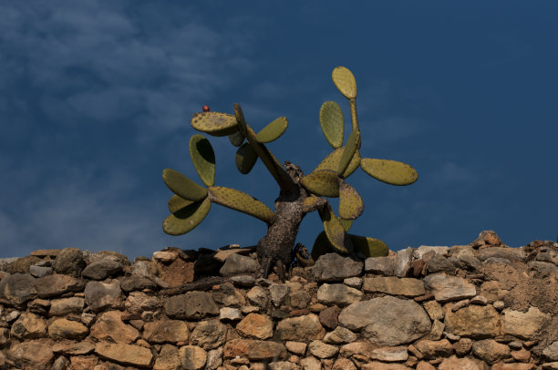 仙人掌和石墙图片下载