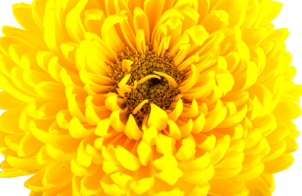 白色背景上的大朵亮黄色菊花。有花瓣、雌蕊和雄蕊的大花头。近景。图片下载