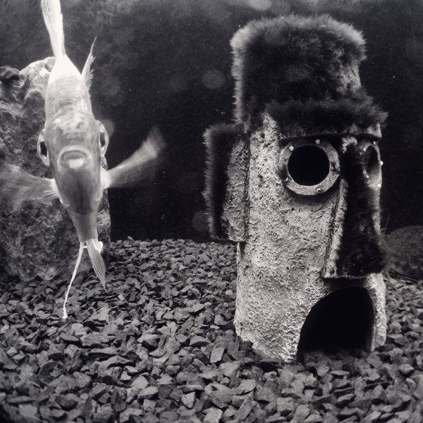 离家出走的鱼图片下载