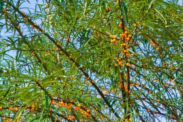 灌木上沙棘的浆果。在阳光明媚的日子里，绿色的树枝图片下载
