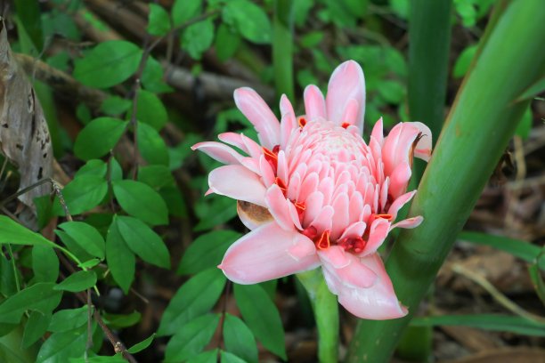 tlingera elatior本地花或火炬姜，科姜科，保和菲律宾图片下载
