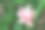 tlingera elatior本地花或火炬姜，科姜科，保和菲律宾图片下载