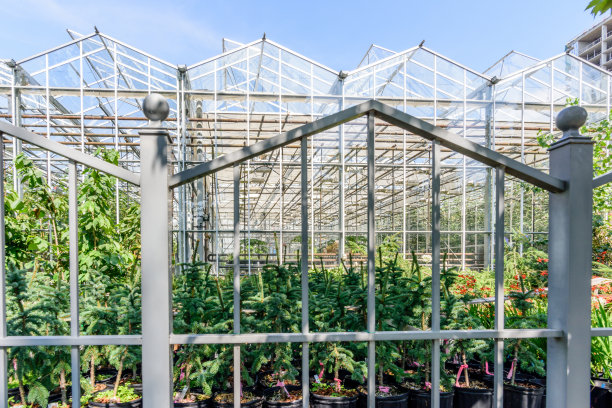 在现代温室中种植绿色植物图片下载