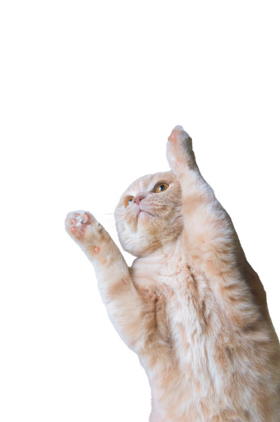 苏格兰折耳猫，9个半月大图片下载