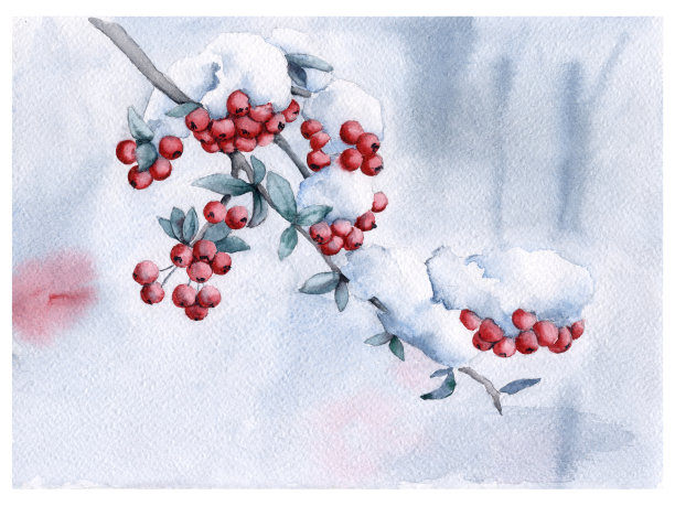 雪下的 Rowan 树枝圣诞贺卡图片下载