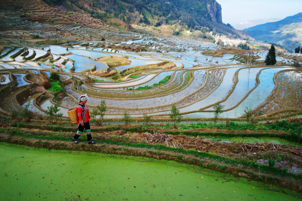 中国云南省元阳县的梯田图片下载