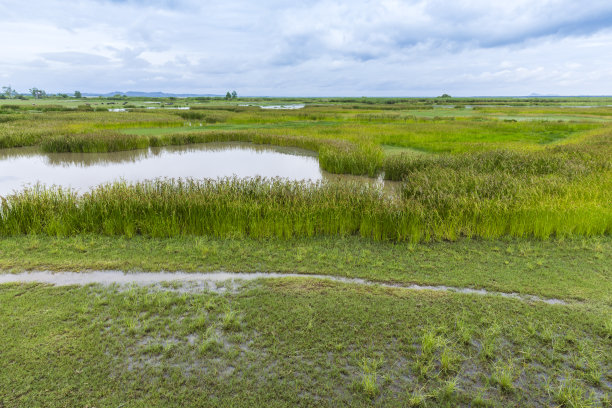 国家公园里的植物和水牛保护着水生动物图片下载