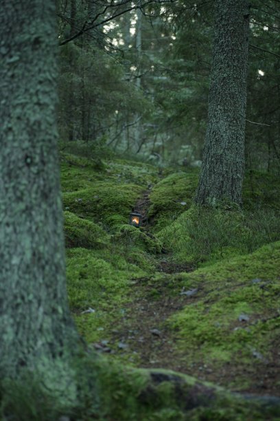 森林之光图片下载