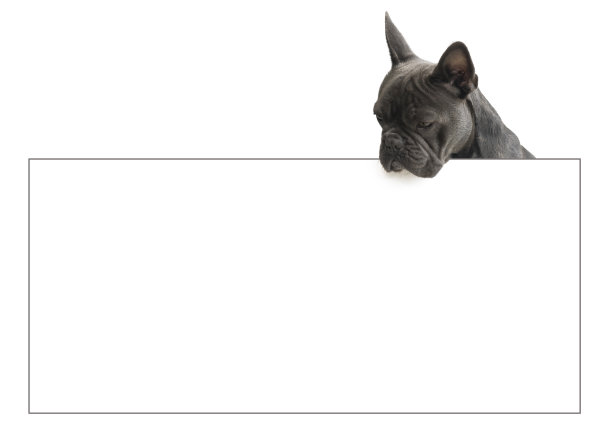 法国斗牛犬在看指示牌，图片下载