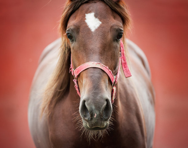 栗色马的头像在一个红色的背景图片下载