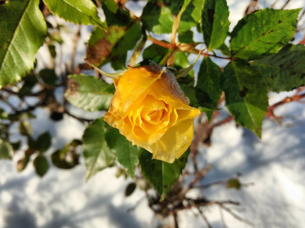 雪中的玫瑰花园图片下载