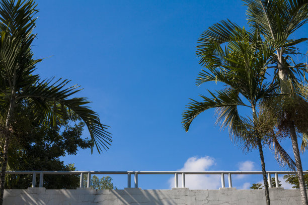 背景照片:阳台上的棕榈树阴天图片下载