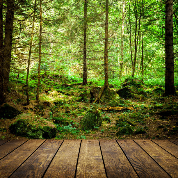 森林的树木图片下载