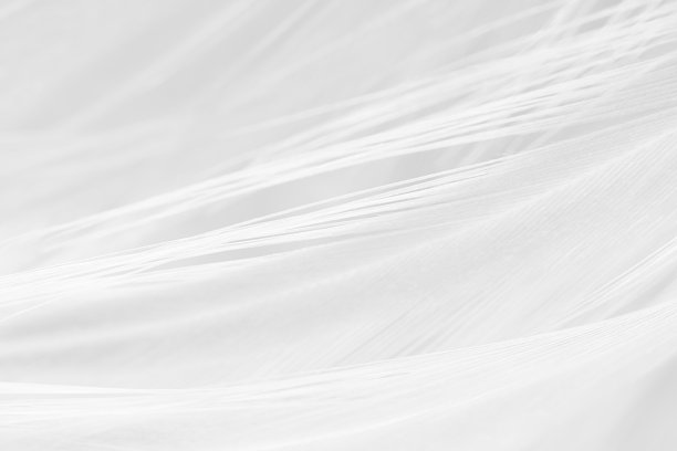 黑白羽毛纹理背景图片下载