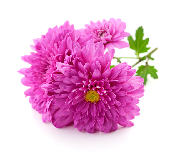 在白色的菊花。图片下载