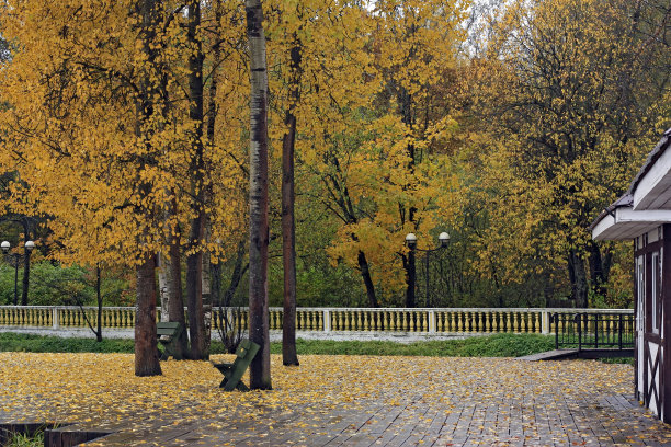 黄色的落叶靠近树和公园的绿色长椅图片下载