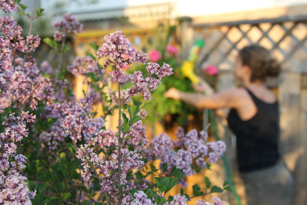 一个女人在照看一个小花园，前景中有韩国紫丁香图片下载