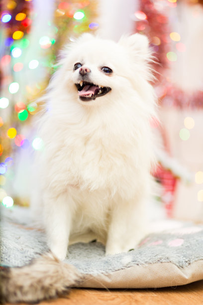 博美犬是一种白色的博美犬，在圣诞花环的背景上有一张有趣的脸图片下载