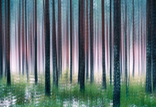 窃窃私语的树木。这种效果是通过摆动摄像机得到的。这张照片是在芬兰的松林中秋雾蒙蒙的一天拍摄的图片下载