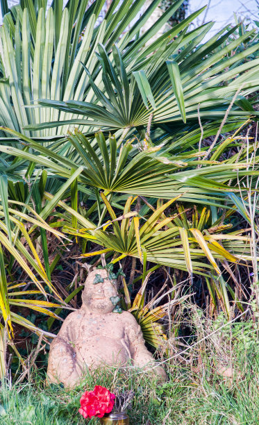 棕榈树下的佛像图片下载