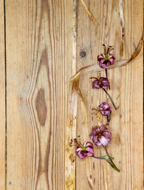 深色木质表面上的干枯百合图片下载