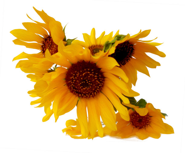 向日葵花在小的透明玻璃上孤立的白色数字绘画图片下载