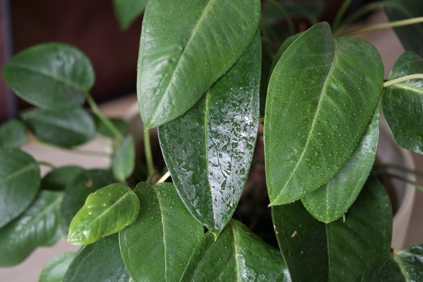 室内植物图片下载