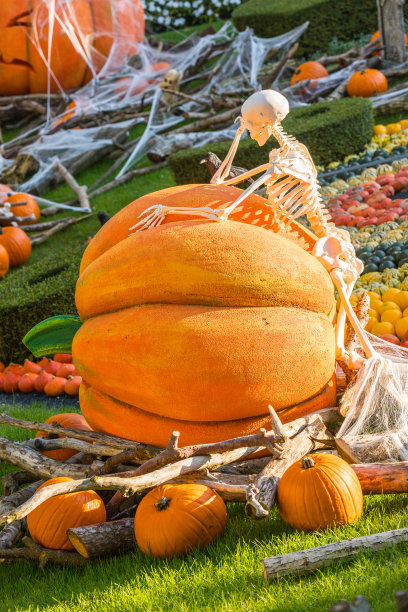 一具骷髅倚靠在万圣节南瓜上思考图片下载